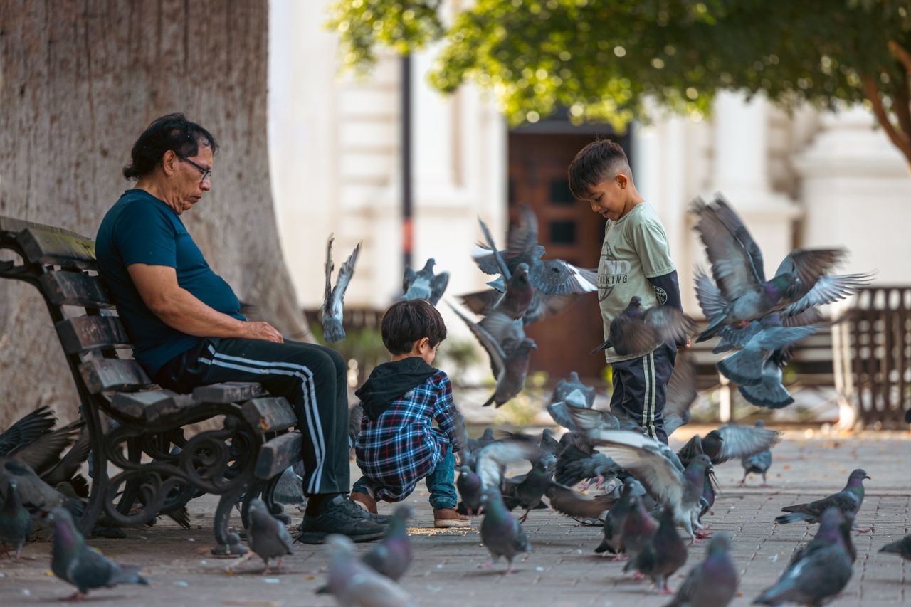 Grandfather and grandsons feeding pigeons in a city park, enjoying a sunny day.